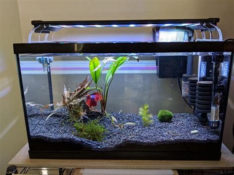 betta fish tank mates in 10 gallon|10 gallon betta community tank.